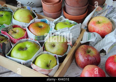 Les pommes fraîchement récolté (Malus domestica) emballés dans du papier journal et stockés dans le bac en bois pour aider à prévenir la pourriture en automne et hiver, UK Banque D'Images