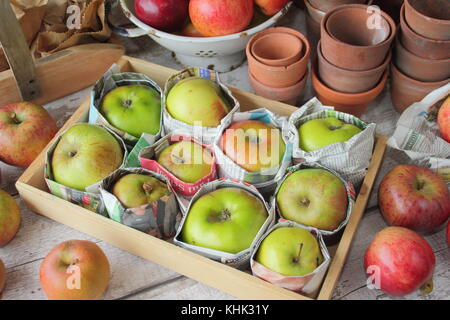 Les pommes fraîchement récolté (Malus domestica) emballés dans du papier journal et stockés dans le bac en bois pour aider à prévenir la pourriture en automne et hiver, UK Banque D'Images