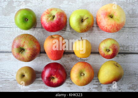 Français apple (Malus domestica) variétés exposées, notamment Pitmaston Ananas, Newton wonder et Worcester Pearmain, automne, UK Banque D'Images