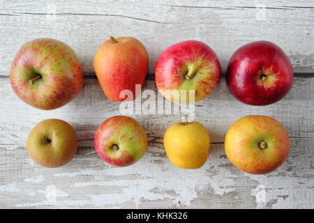 Français apple (Malus domestica) variétés exposées, notamment Pitmaston Ananas, Newton wonder et Worcester Pearmain Banque D'Images