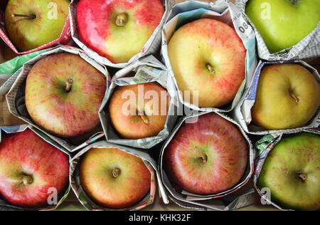 Pommes fraîchement récoltées (malus domestica) enveloppées dans un journal pour aider à prévenir la pourriture pendant l'entreposage, Royaume-Uni Banque D'Images