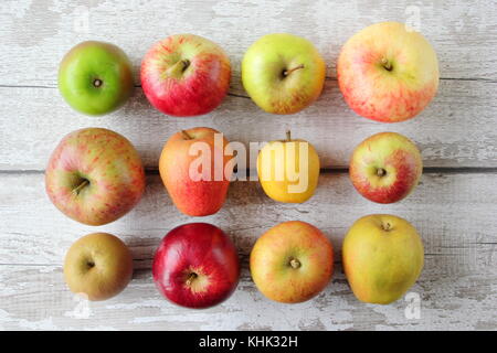 Français apple (Malus domestica) variétés exposées, notamment Egremont Russet, Pitmaston Ananas, Newton Wonder et nouvelle piscine Bess, automne, UK Banque D'Images