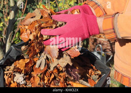 Feuilles d'automne sont mis à faire de cladosporiose en les plaçant dans un sac en plastique noir pour encourager la décomposition pendant le stockage dans un jardin Anglais UK Banque D'Images