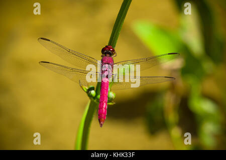 Libellule rouge vif avec ailes propagation libre assis sur une feuille de fougère avec fond vert lumineux intense n'est pas mise au point en raison de la faible profondeur de champ Banque D'Images