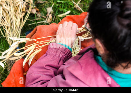 Mains de femme âgée prend un des haricots rouges. les mains d'une femme âgée dans le travail agricole.' plant growing concept Banque D'Images