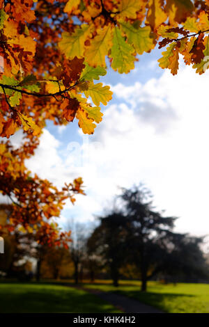 Une scène de la saison froide de l'automne à la chute des feuilles marron dans un parc à Harrow, Londres Banque D'Images