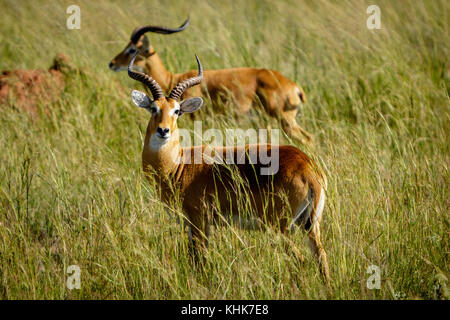 L'Ouganda curieux kob debout dans le l'herbe dans le parc national Murchison Falls se trouvent à proximité du lac Albert. Banque D'Images