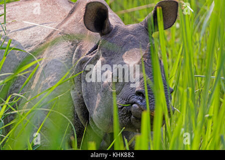 Rhino peeking through les herbes dans le parc national de Chitwan au Népal Banque D'Images