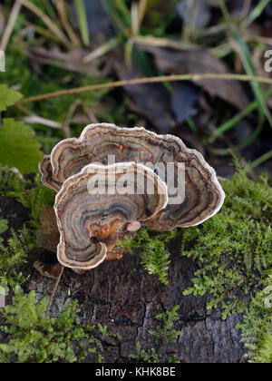 Turquie la queue ou bien zoné - polypore trametes (Coriolus versicolor) Banque D'Images