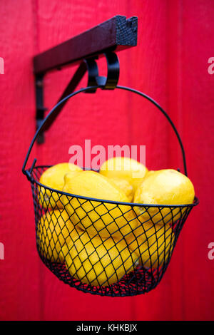 Le fil noir panier plein de Eureka jaune Citrons (Citrus limon) contre l'arrière-plan rouge vif Banque D'Images