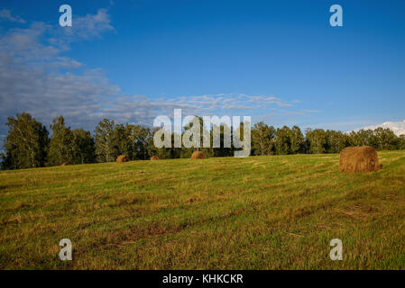 Beau paysage rural avec des bottes de foin et l'herbe coupée sur fond de forêt et de ciel bleu avec des nuages Banque D'Images