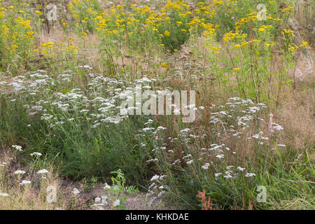 Schafgarbe, Gewöhnliche Schafgarbe, Wiesen-Schafgarbe, Schafgabe, Achillea millefolium, l'achillée millefeuille, millefeuille achillée millefeuille, commune, la Millefeuille Banque D'Images