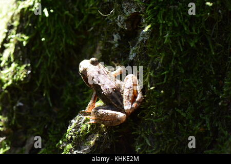 Grenouille commune européenne sur la mousse Banque D'Images