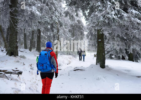 Femme à la robe couleur escalade entre les arbres à l'enduit de la neige Banque D'Images