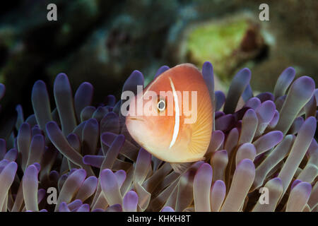 Poisson Clown Amphiprion perideraion, rose, l'île Christmas, Australie Banque D'Images