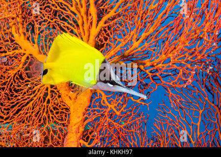 Papillons pince jaune, forcipiger flavissimus, Christmas Island, Australie Banque D'Images