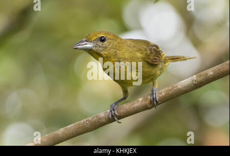 Tangara hépatique (Piranga flava). Le Panama. Banque D'Images