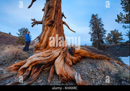 Ancient bristlecone pine forest, inyo national forest, montagnes blanches, en Californie, USA, Amérique latine Banque D'Images