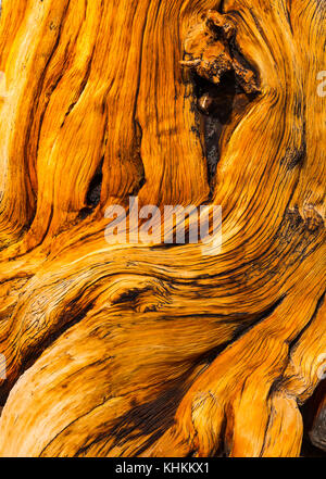 Ancient bristlecone pine forest, inyo national forest, montagnes blanches, en Californie, USA, Amérique latine Banque D'Images