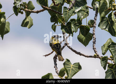 À tête noire/ Village Weaver (Ploceus cucullatus) perchées dans un arbre Banque D'Images