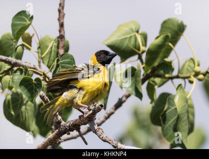 À tête noire/ Village Weaver (Ploceus cucullatus) perchées dans un arbre Banque D'Images