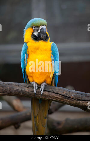 Blue-and-yellow macaw (ara ararauna), également connu sous le nom de bleu et or macaw : grand perroquet d'Amérique du Sud avec des pièces haut bleu et jaune sous le corps Banque D'Images