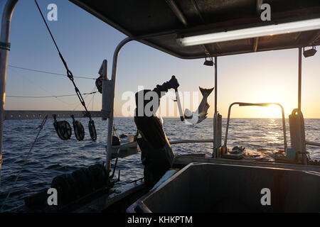 Pêcheur de saumon en action - Côte Ouest, C.-B. Banque D'Images