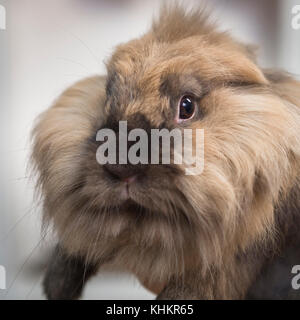 Closeup portrait d'un joli lapin décoratif Banque D'Images