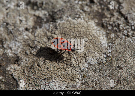 Firebug (Pyrrhocoris apterus) 'la cimice rossonera' de la famille des Pyrrhocoridae, Toscane, Italie. Banque D'Images