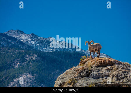 Une ram de mouflons dans la rivière du vent Moountains du Wyoming Banque D'Images