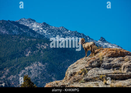 Une ram de mouflons dans la rivière du vent Moountains du Wyoming Banque D'Images