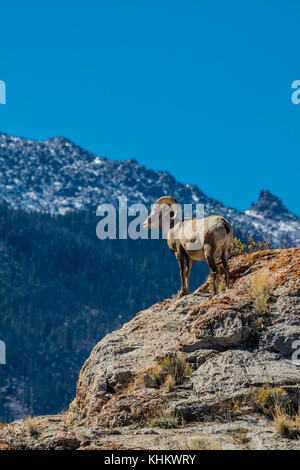 Une ram de mouflons dans la rivière du vent Moountains du Wyoming Banque D'Images