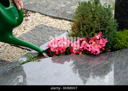 La main féminine est arrosage des fleurs sur une tombe dans un cimetière Banque D'Images