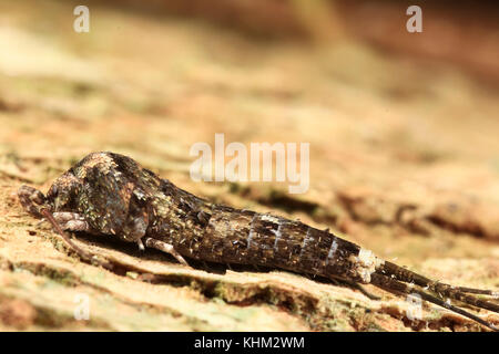 Lepisma saccharina silverfish. insect, thermobia domestica dans l'habitat normal Banque D'Images