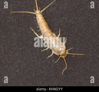 Lepisma saccharina silverfish. insect, thermobia domestica dans l'habitat normal Banque D'Images