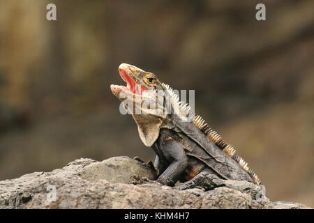 Iguana sur un rocher avec cimier et bouche ouverte dans le parc national Manuel Antonio, Costa Rica. Banque D'Images