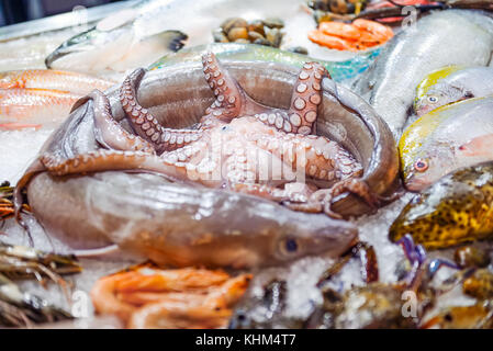 Divers fruits de mer exotiques sur le comptoir du marché au poisson. raw et de poisson frais, de poulpes, crabes, crevettes dans la glace. focus sélectif. Banque D'Images