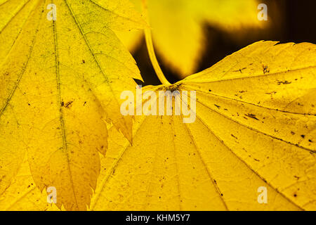 Au nord-ouest d'vine maple, Acer circinatum, dans la couleur de l'automne Banque D'Images