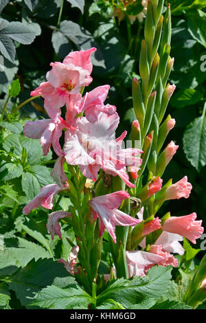 Close up d'un glaïeul rose fleurs Banque D'Images