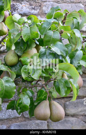 Poires comestibles poussant le long d'un mur dans un jardin potager Banque D'Images