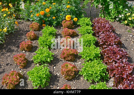 Variétés de laitue à feuilles rouges y compris de plus en plus romaine dans un potager avec des fleurs Banque D'Images