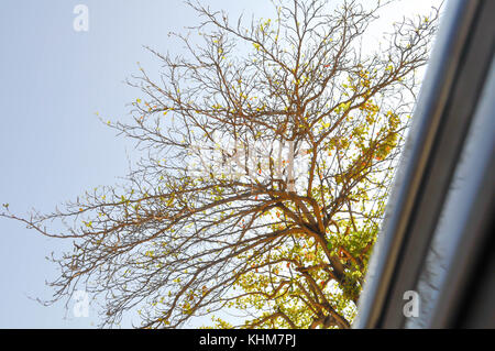 Terminalia catappa arbre près de la maison Banque D'Images