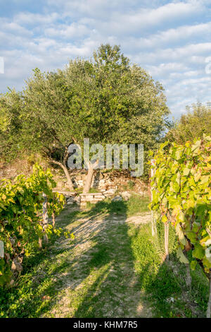 Des oliviers et de la vigne à la fin de l'été, méditerranée typique du paysage rural, pourrait être la Toscane ou Dalmatie Banque D'Images