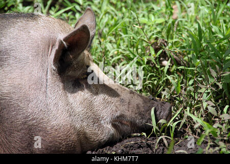 Chef de très gros cochon dans l'herbe verte Banque D'Images