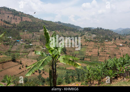 Retour à pied de gorille de montagne trek Rwanda Banque D'Images