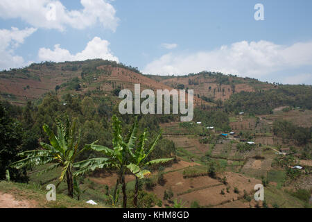 Retour à pied de gorille de montagne trek Rwanda Banque D'Images