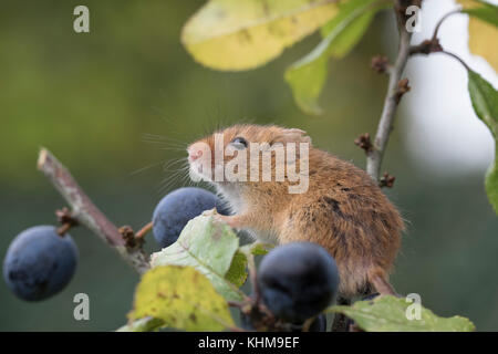 Les souris de la récolte/souris Micromys minutus,, Close up portrait pose sur une variété de plantes, fleurs et récolter les cultures. et l'image faciale du groupe Banque D'Images