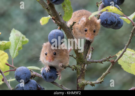 Les souris de la récolte/souris Micromys minutus,, Close up portrait pose sur une variété de plantes, fleurs et récolter les cultures. et l'image faciale du groupe Banque D'Images