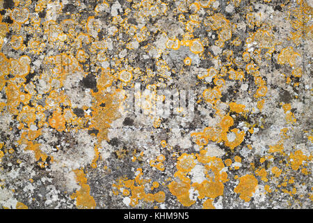 Lichen sur une pierre tombale motif dans les Cotswolds, Gloucestershire, Angleterre Banque D'Images