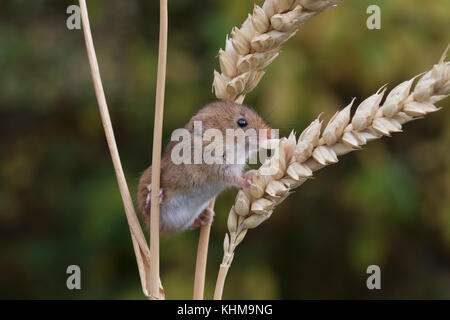 Les souris de la récolte/souris Micromys minutus,, Close up portrait pose sur une variété de plantes, fleurs et récolter les cultures. et l'image faciale du groupe Banque D'Images